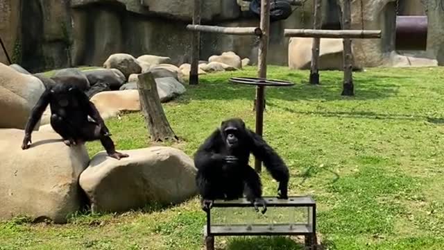 You don't quite get it when you say chimps are smart.