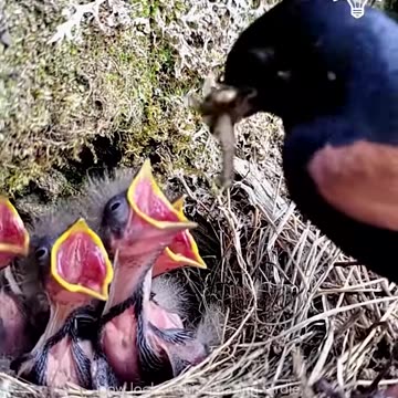 Birds are just hardworking individuals with feathers 🦜