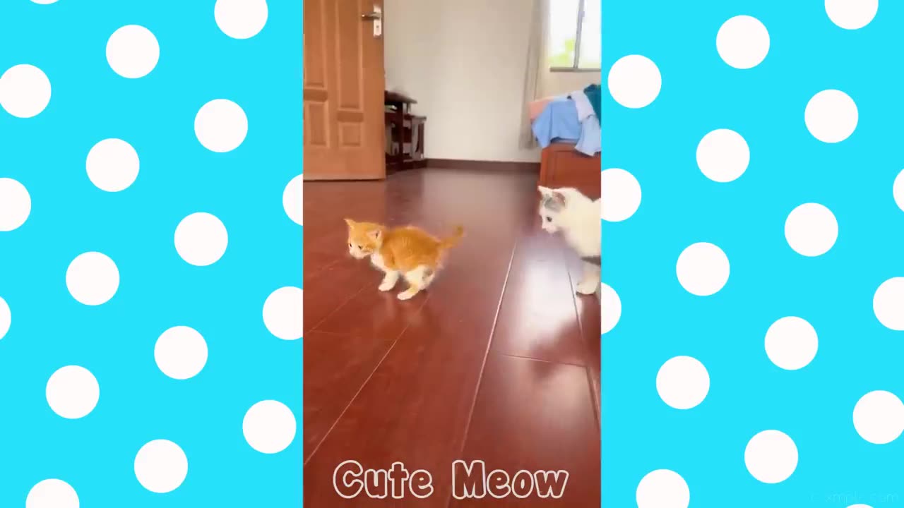 13 Minutes of Funny Cats and Kittens