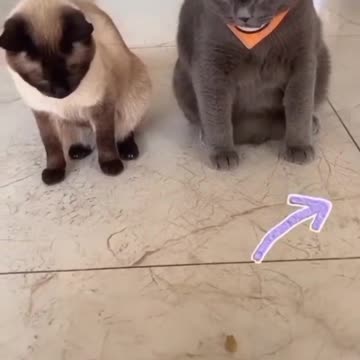 Anti-Loosh Video Number 248. LOOSH is real and bad. Explained below and watch the video