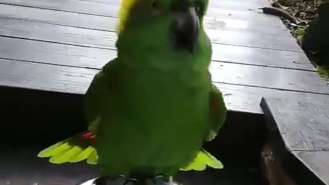 There is a green parrot.