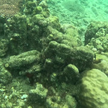 Underwater Adventures: Day of Snorkeling!