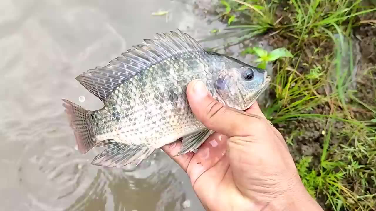Menemukan Ikan Lele Di Sawah, Ikan Koi, Ikan Nila, Ikan Hiu, Gurita, Kepiting, Ikan Arwana