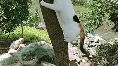 Cat climbing tree