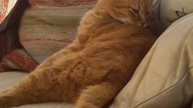 Lion enjoys warm fall day