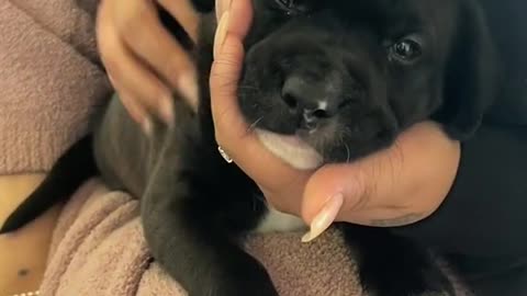 Black puppies