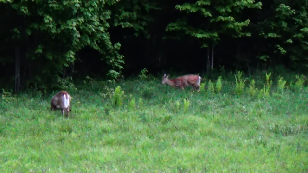 White-tailed deer