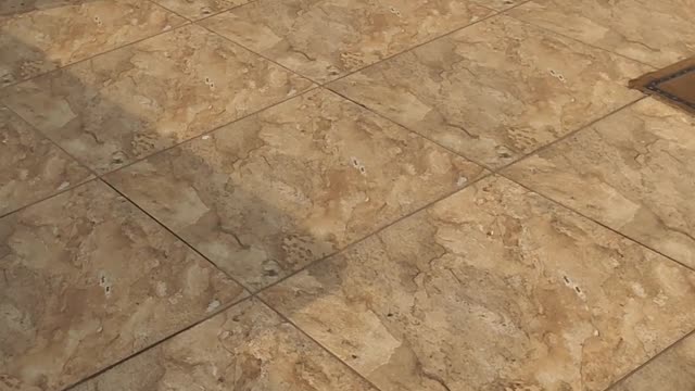 Cute beagle At Terrace Part 3