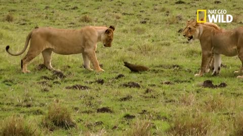 Cette mangouste contre-attaque des lions