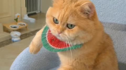 Cute Funny Pets