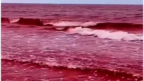 WHY IS SEA WATER RED?