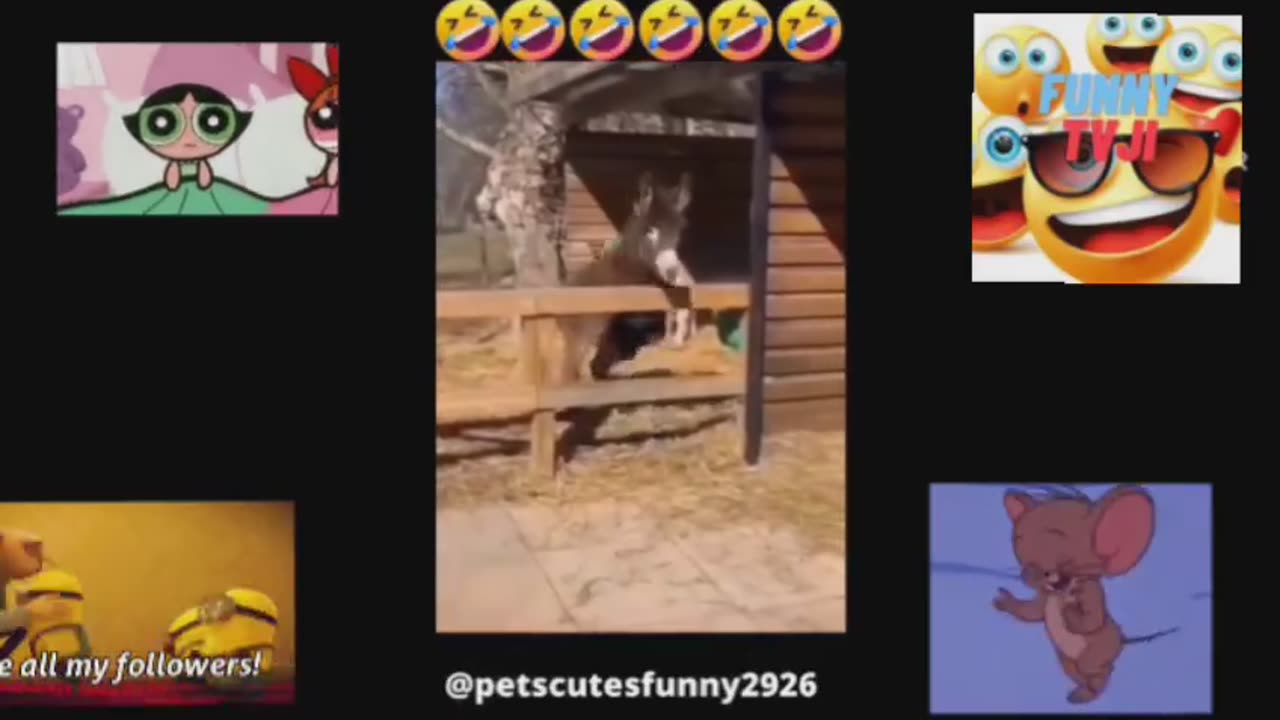 ALL FUNNY ANIMAL 4