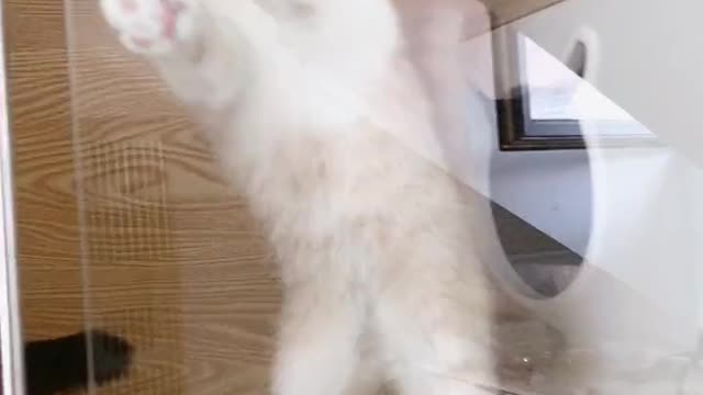 It's so cute, my kitten