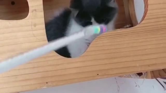 The pet cat is playing happily