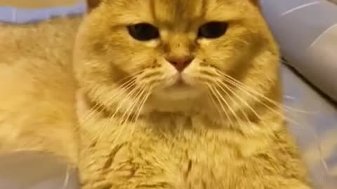 Very cute cat😊