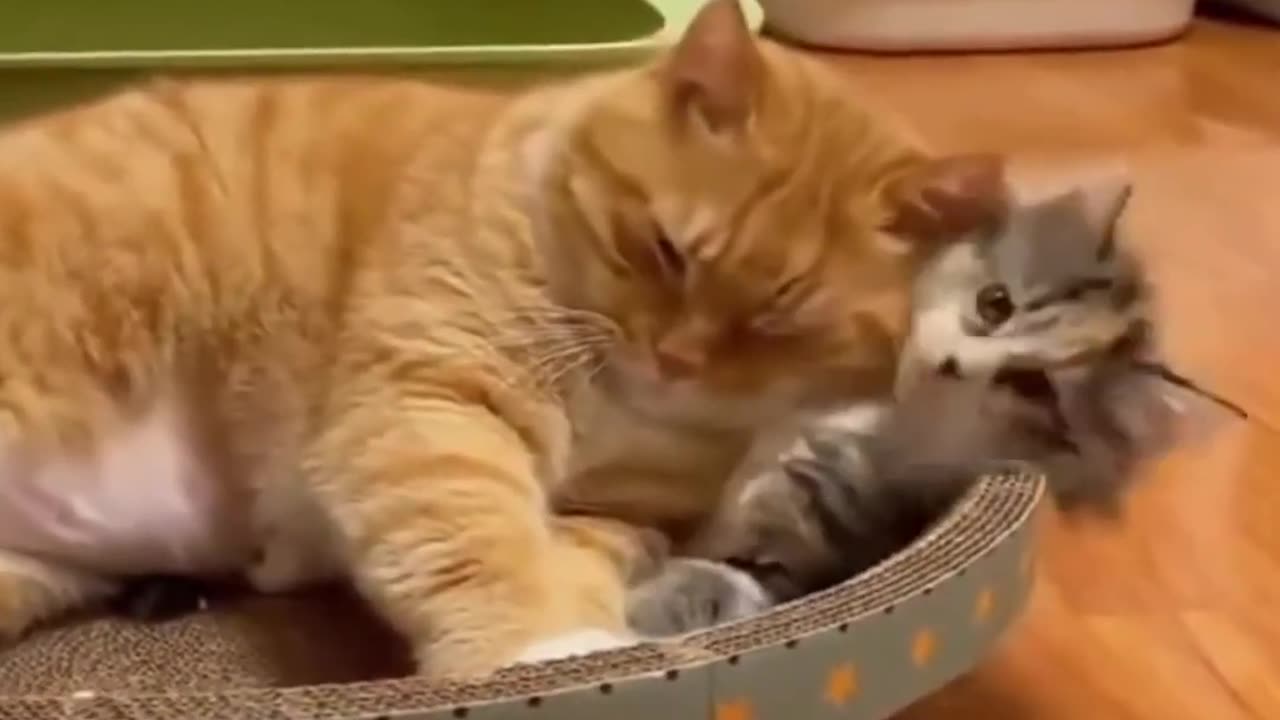 Funny Cat Videos 2023 Funniest Animal Videos 2023