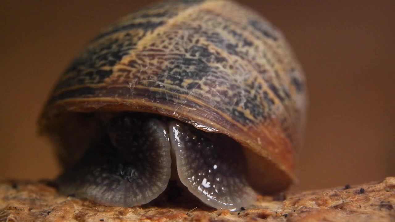 Garden Snail - such a wondrous creature. Fuji X-T200 and 7Artisans 60mm F2.8 Macro