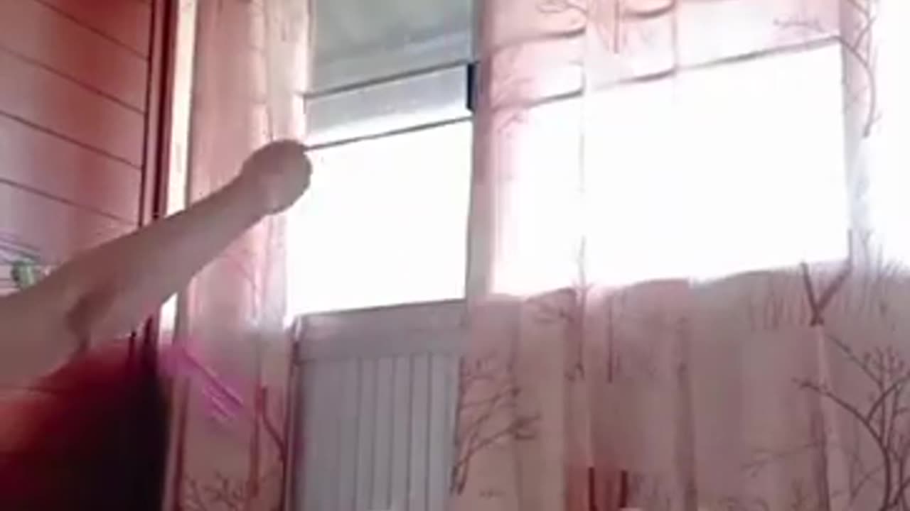 Baby Cats - Cute and Funny Cat Videos Compilation #37 _ Cute Animls