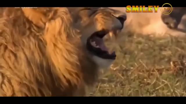Funny animals