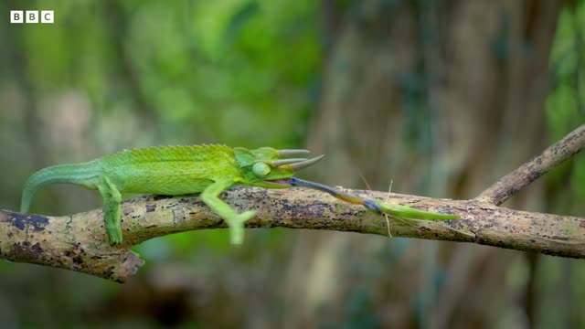 Pet Shop Breakout Sparks Chameleon Invasion I Earth’s Tropical Islands I BBC Earth