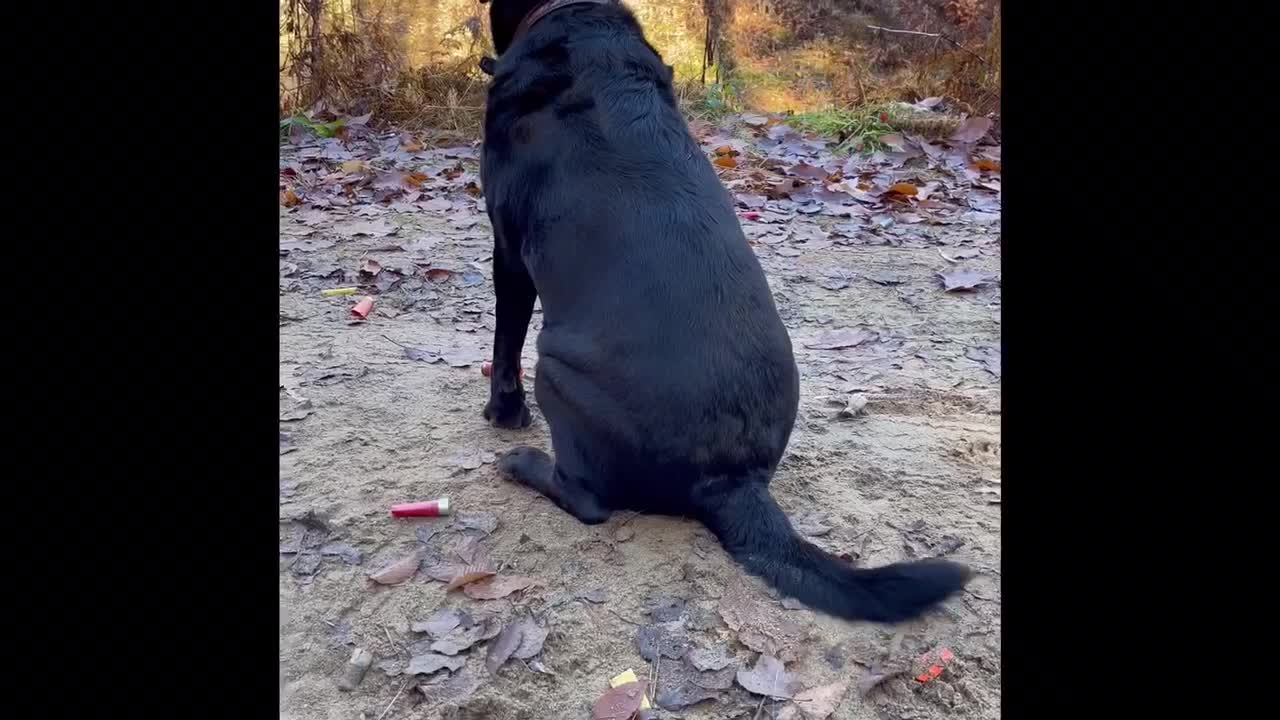 Patiently Waiting (That Tail!)