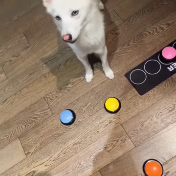 Support my pretty dog ❤️😍