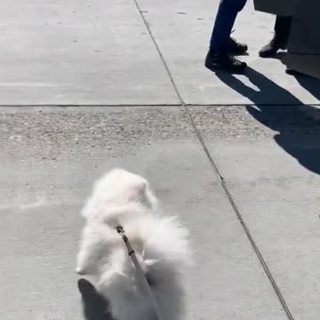 20190720文贵先生视频³回顾：SNOW……想回纽约了