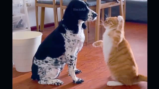 Best of the 2022 funny animal videos. This is