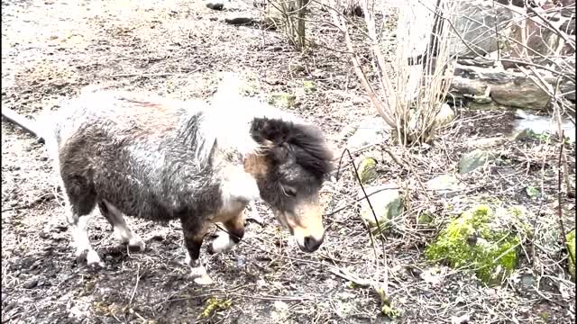 Mini Molly gets herself stuck in some branches - this is why we have cameras all over the property