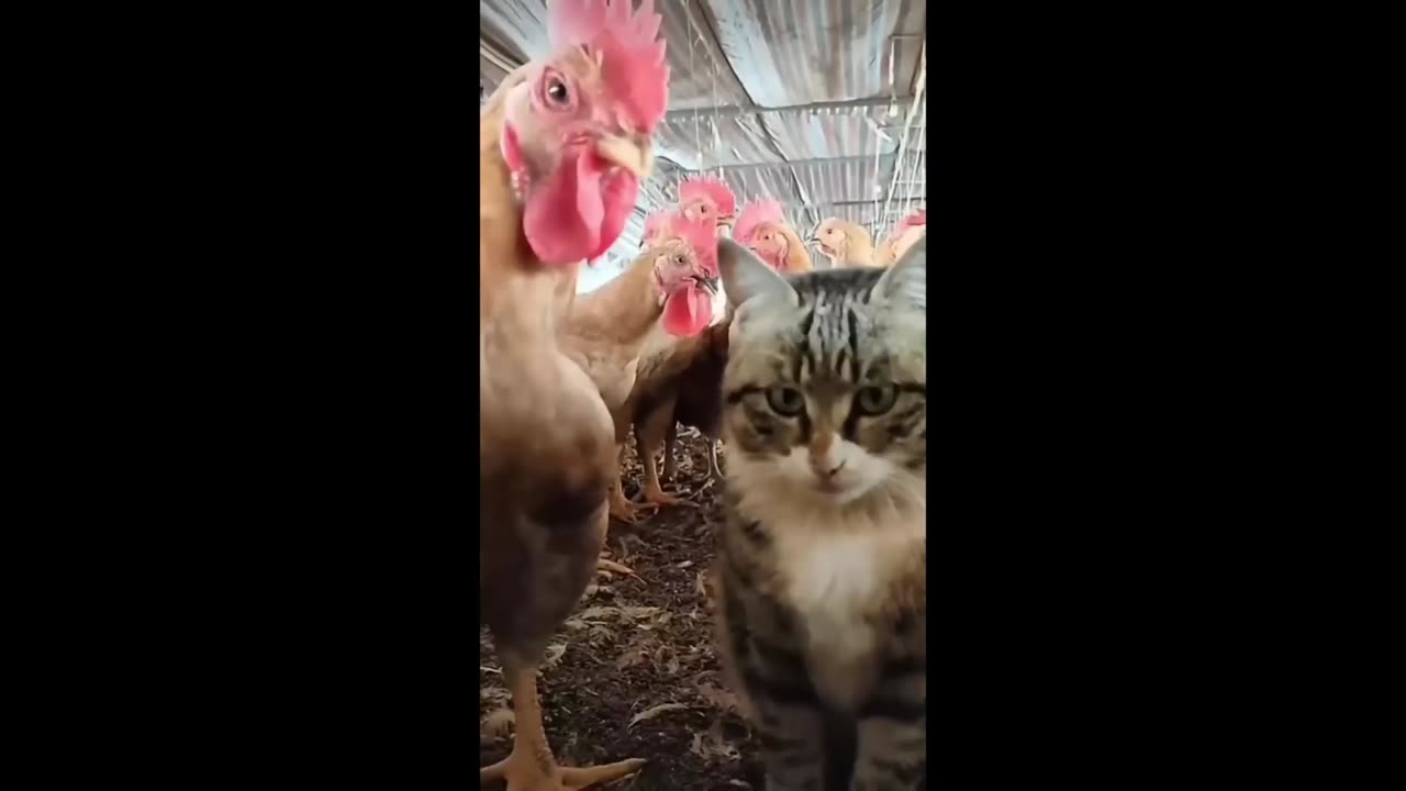 Funny animal videos part 2 | Cute animal videos | Funny cock&cat Hilarious pet videos | funny video