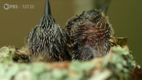 Stunning footage of hummingbird