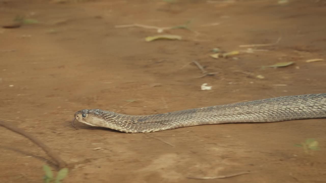 Snake bites can be avoided by adopting some precautions