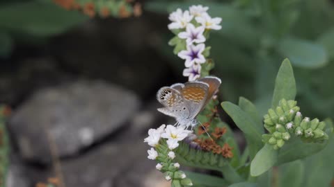 Western Pygmy Blue