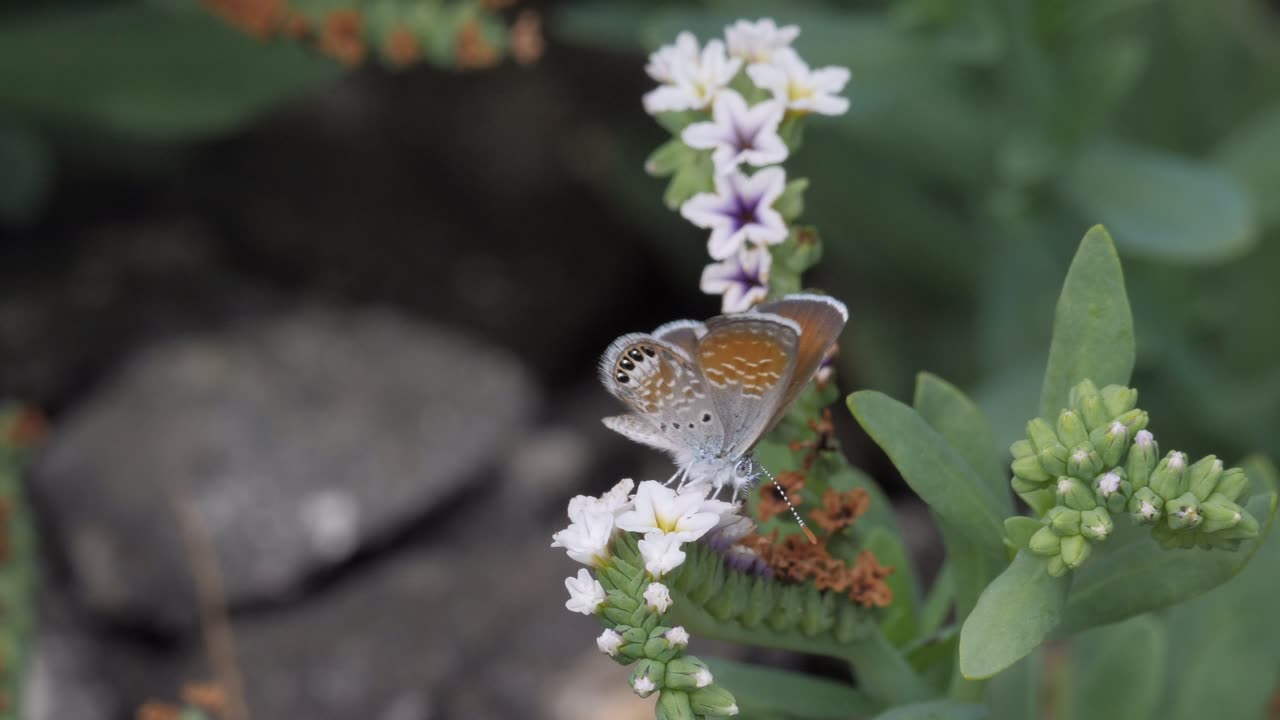 Western Pygmy Blue