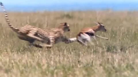 Tiger hunting Deer
