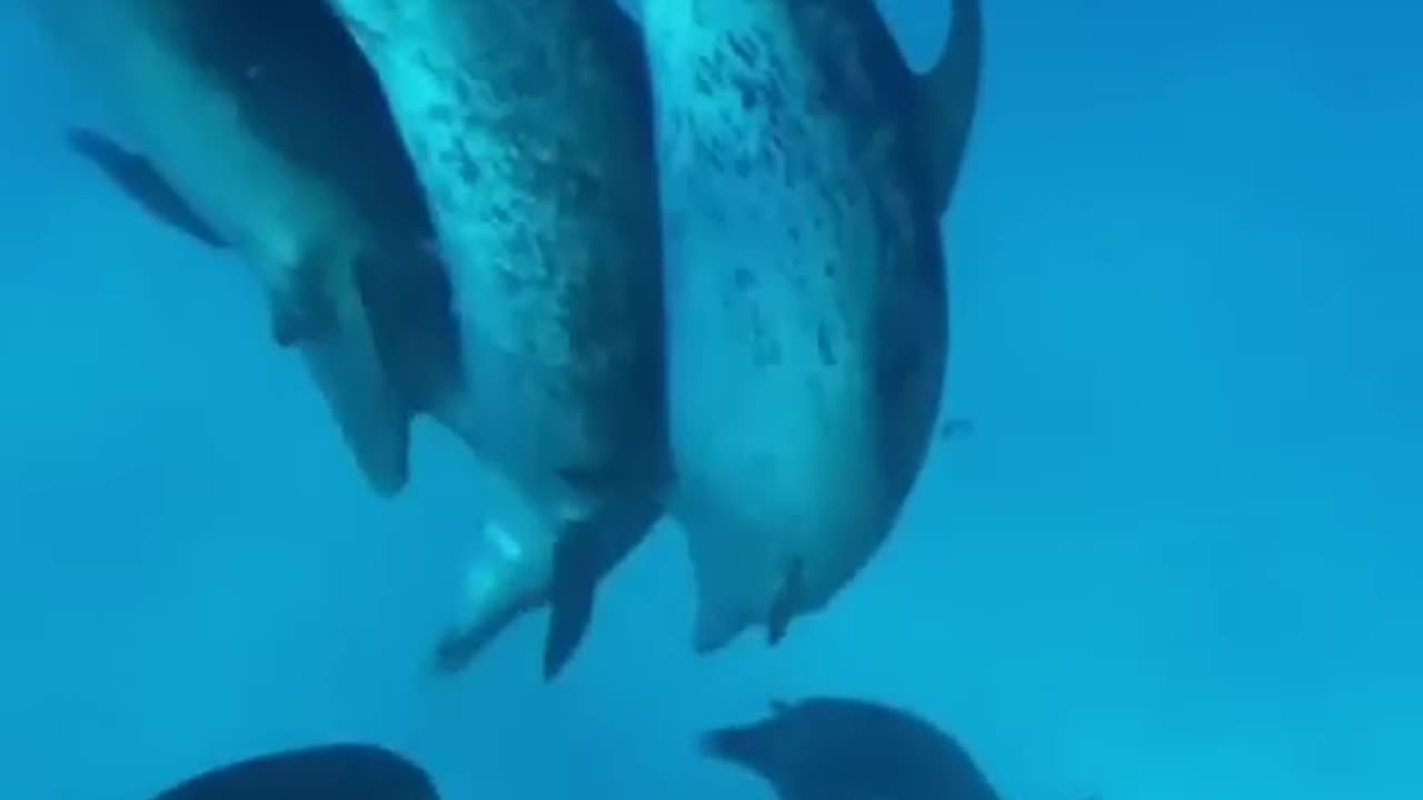 Dolphin crazy moment and funniest Moment