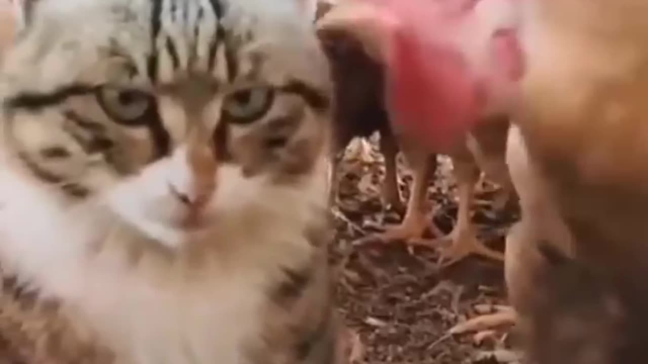 Cat funny video