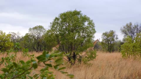 Giraffes And Their Environment