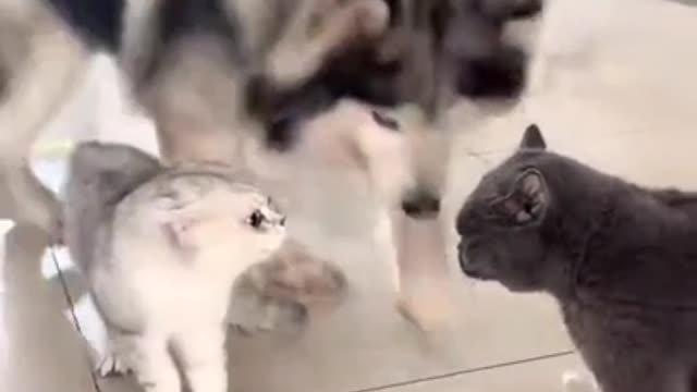 Caption this for a platinum