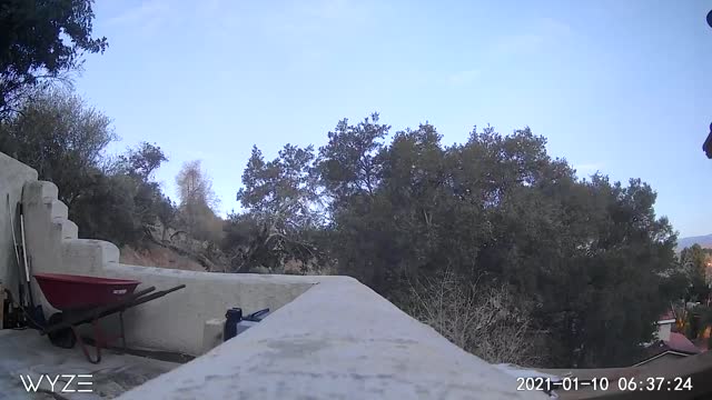 Bobcat walking over camera