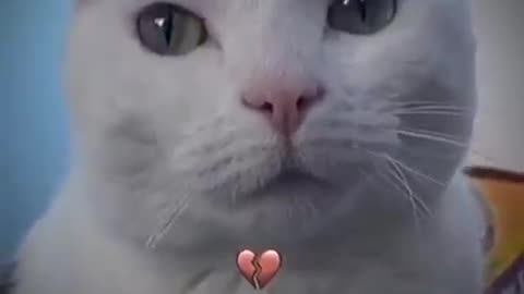 Funny cat dance🥰🥰