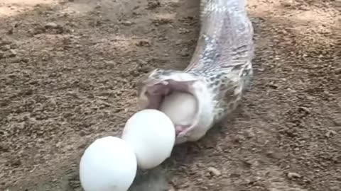 Snake spit out eggs