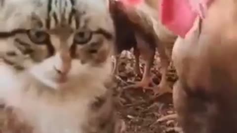 Funny cat videos