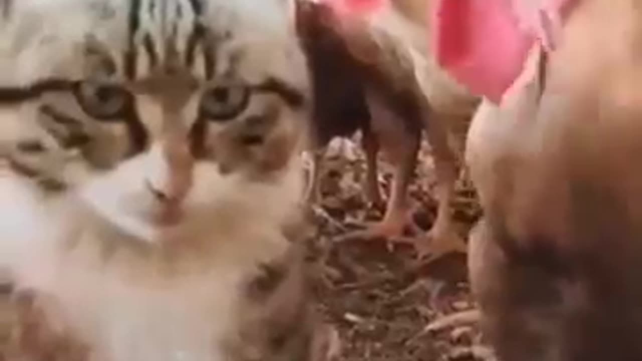 Funny cat videos