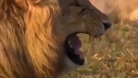 laugh and scratch and just start