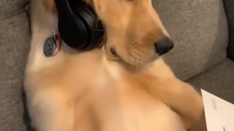🤣Funny Dog Videos 2020🤣 🐶
