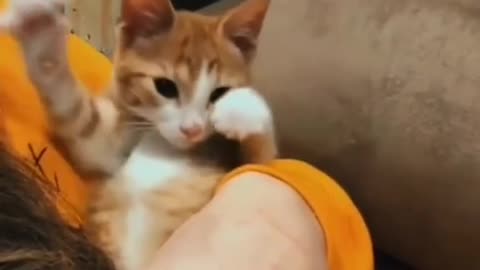 Funny cat