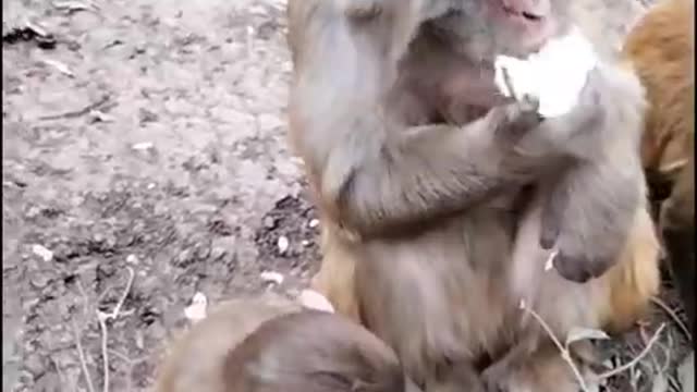 Monkey Live In The Forest That We Should Be Care