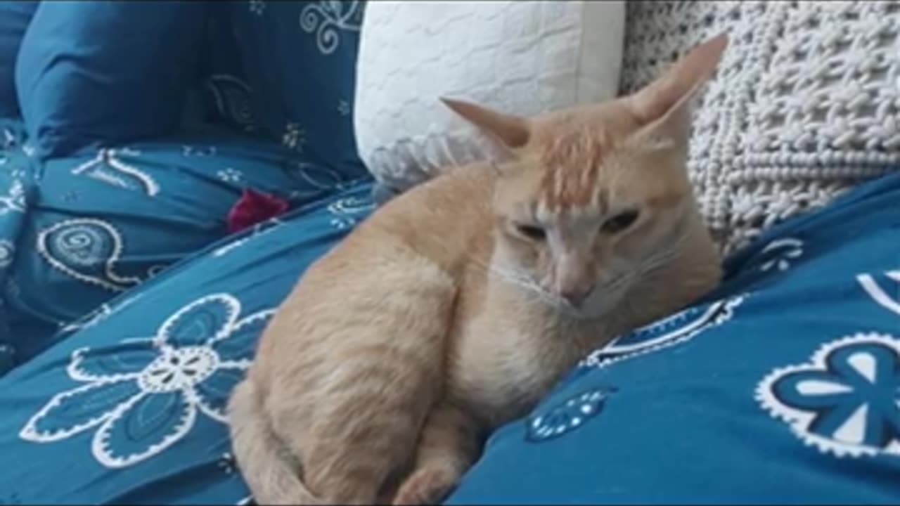 Helicopter Ears Maddy #cat #funnycats #pets #cat #laugh #funnyanimals #funnyshorts_2