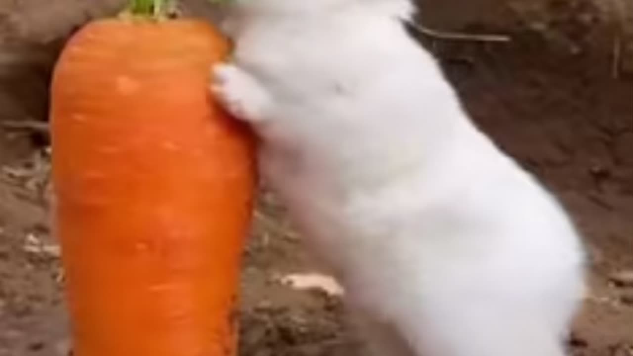 The way he’s eating Carrots!!